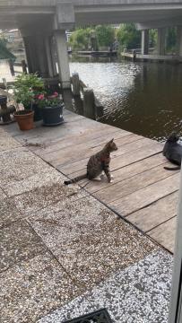Tinyhouse Woody At The Water Apartment Zaandam Luaran gambar